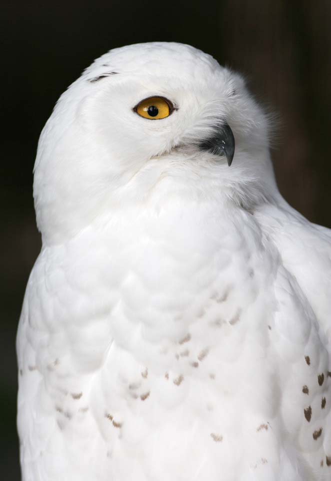 foto,tela,gratis,paisaje,fotografa,idea,Snowy owl, Bho blanco, Bho catlico, Bho blanco como la nieve, Ojos