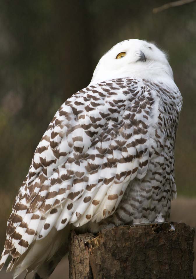 photo,material,free,landscape,picture,stock photo,Creative Commons,Snowy owl, White Owl, Catholic Owl, Snowy owl, Eyes