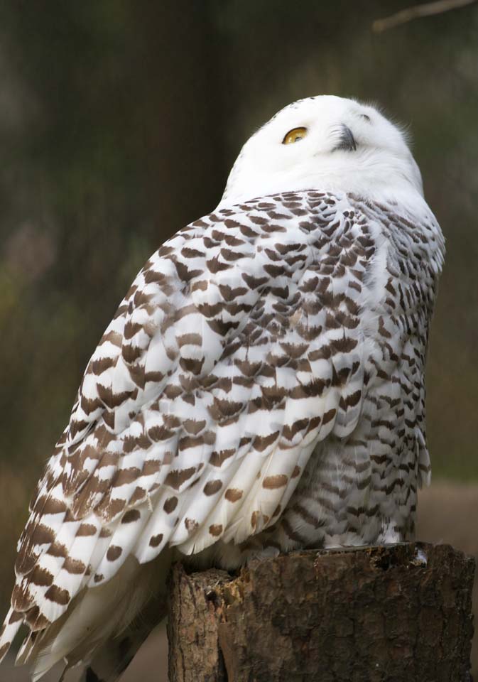 photo, la matire, libre, amnage, dcrivez, photo de la rserve,Harfang des neiges, Hibou blanc, Hibou catholique, Hibou neigeux, Yeux