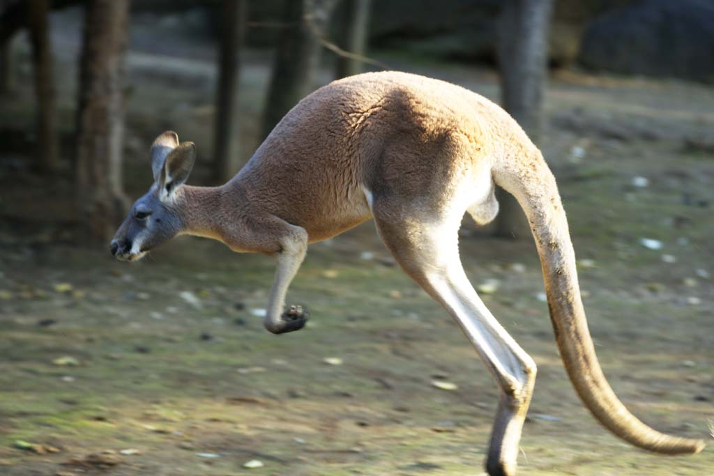 fotografia, materiale, libero il panorama, dipinga, fotografia di scorta,Canguro rosso, Canguro, Australia, Caldo-per -, Marsupiale