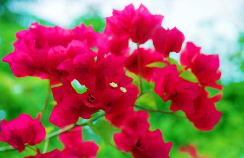 Foto, materieel, vrij, landschap, schilderstuk, bevoorraden foto,Bougainvillea, Rood, Groen, , 