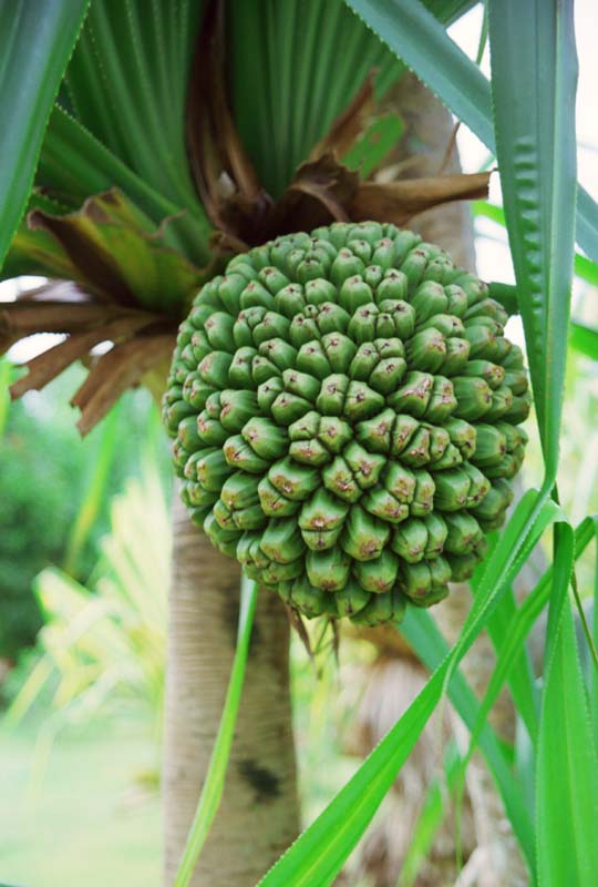 fotografia, materiale, libero il panorama, dipinga, fotografia di scorta,Frutta di pino di vite, frutta, ramo, , 