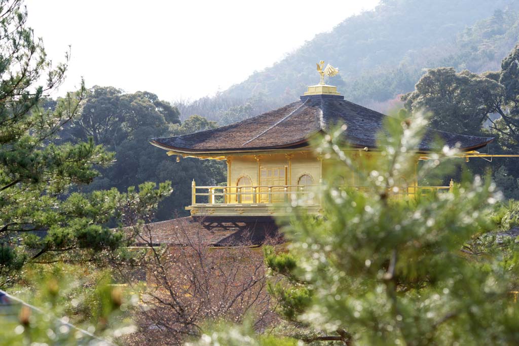 foto,tela,gratis,paisaje,fotografa,idea,Templo de Oro Pabelln relicario Hall, Herencia de mundo, Caseta dorada, Ashikaga Yoshimitsu, Kioto