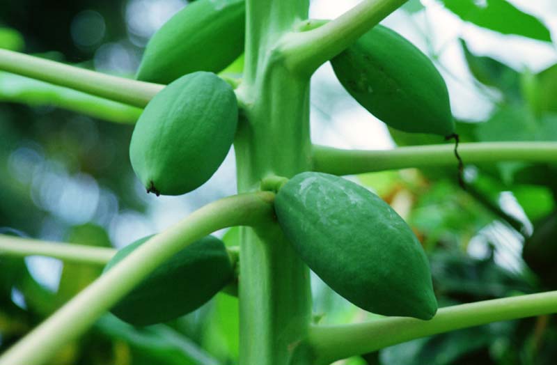 photo, la matire, libre, amnage, dcrivez, photo de la rserve,Fruits tropiques, fruit, branche, , 