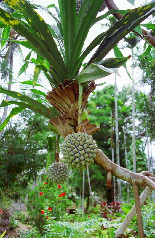 fotografia, materiale, libero il panorama, dipinga, fotografia di scorta,Frutte spinose, frutta, ramo, , 