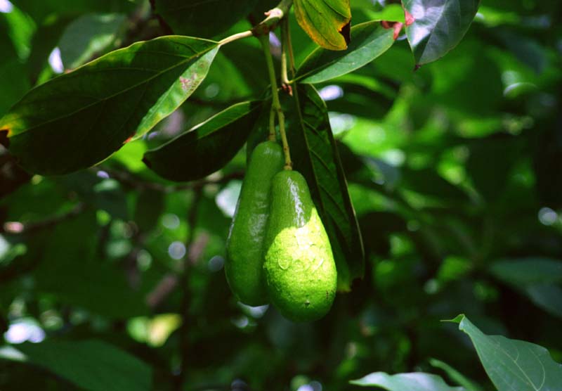 Foto, materieel, vrij, landschap, schilderstuk, bevoorraden foto,Avocado peren, Vrucht, Aftakking, , 