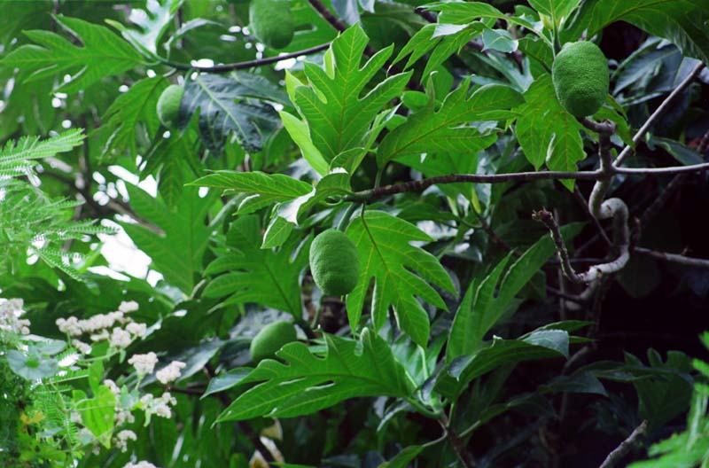 photo,material,free,landscape,picture,stock photo,Creative Commons,Breadfruit tree, fruit, branch, , 