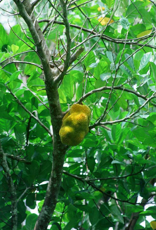 fotografia, materiale, libero il panorama, dipinga, fotografia di scorta,Frutta strana, frutta, ramo, , 