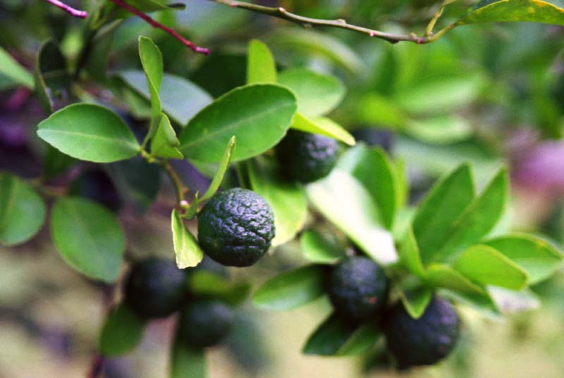 photo,material,free,landscape,picture,stock photo,Creative Commons,Sudachi fruits, fruit, branch, , 