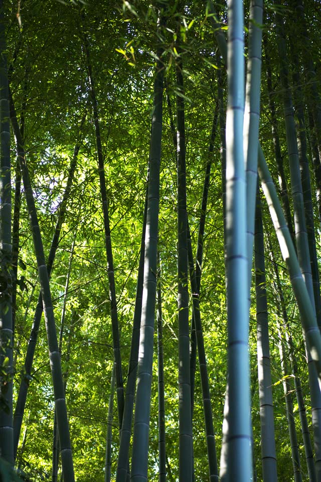 Foto, materieel, vrij, landschap, schilderstuk, bevoorraden foto,Bamboe, Bamboo gras, Bamboo, Gedeelte, Groen