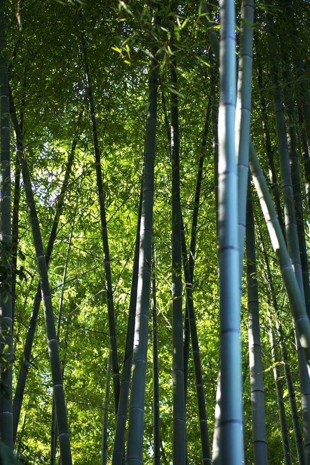 fotografia, materiale, libero il panorama, dipinga, fotografia di scorta,Bamb, Erba di bamb, Bamb, Sezione, Green