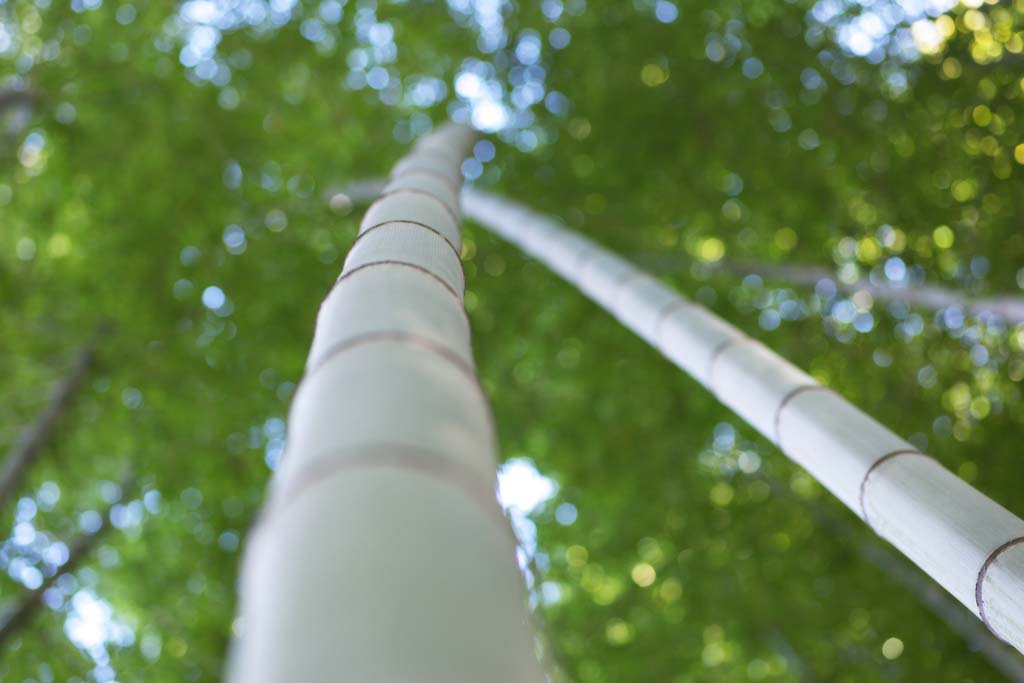 photo,material,free,landscape,picture,stock photo,Creative Commons,Story bamboo, Bamboo grass, Bamboo, Section, Green