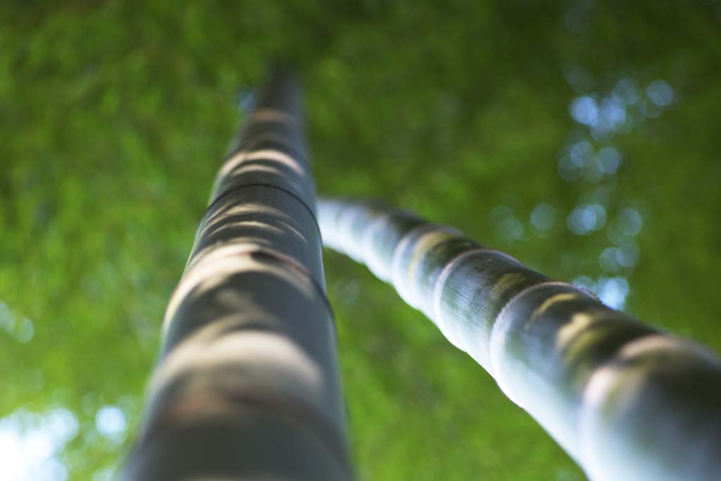 photo,material,free,landscape,picture,stock photo,Creative Commons,Story bamboo, Bamboo grass, Bamboo, Section, Green