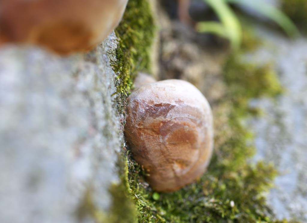 Foto, materiell, befreit, Landschaft, Bild, hat Foto auf Lager,Mushroom Runde, Pilz, Pilze, Rinde, 