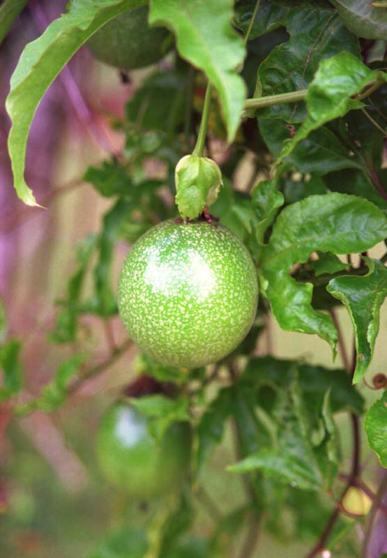 fotografia, material, livra, ajardine, imagine, proveja fotografia,Frutas de paixo, fruta, verde, , 