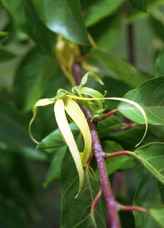 photo,material,free,landscape,picture,stock photo,Creative Commons,Ylang-ylang, yellow, branch, , 