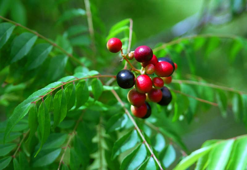 photo,material,free,landscape,picture,stock photo,Creative Commons,Red and black, fruit, green, , 