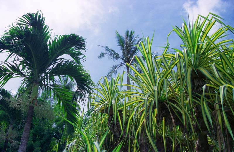 Foto, materieel, vrij, landschap, schilderstuk, bevoorraden foto,Zonnige interval binnen de jungle, Boom, Groen, Blauwe lucht, 