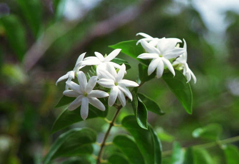 Foto, materieel, vrij, landschap, schilderstuk, bevoorraden foto,Knap witte bloemen, Blanke, Groen, , 