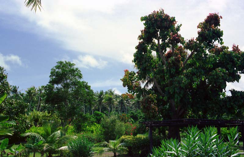 photo,material,free,landscape,picture,stock photo,Creative Commons,Afternoon jungle, tree, green, blue sky, 