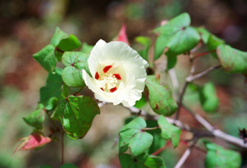 fotografia, materiale, libero il panorama, dipinga, fotografia di scorta,Si affezioni a qualcuno fiore, bianco, verde, , 