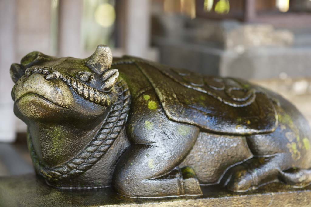 foto,tela,gratis,paisaje,fotografa,idea,Las lmparas de Kyoto, Alumbrado, Linterna, Crculo rojo, 