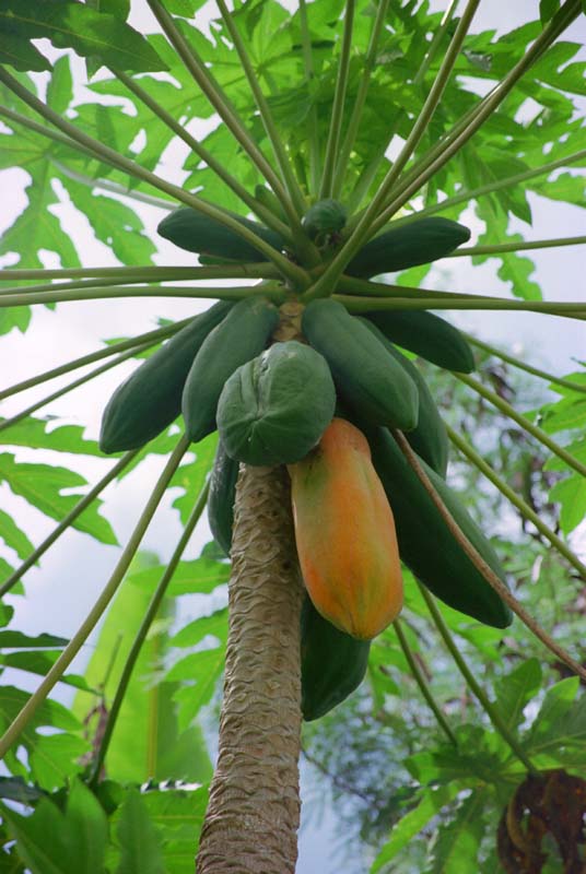 fotografia, materiale, libero il panorama, dipinga, fotografia di scorta,Papaia con fruitage ricco, frutta, verde, , 