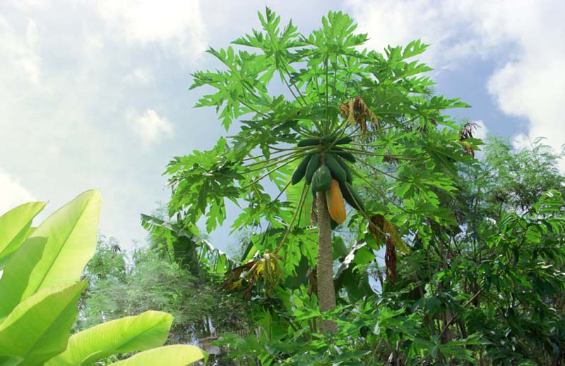 fotografia, materiale, libero il panorama, dipinga, fotografia di scorta,Albero di papaia, frutta, verde, , 