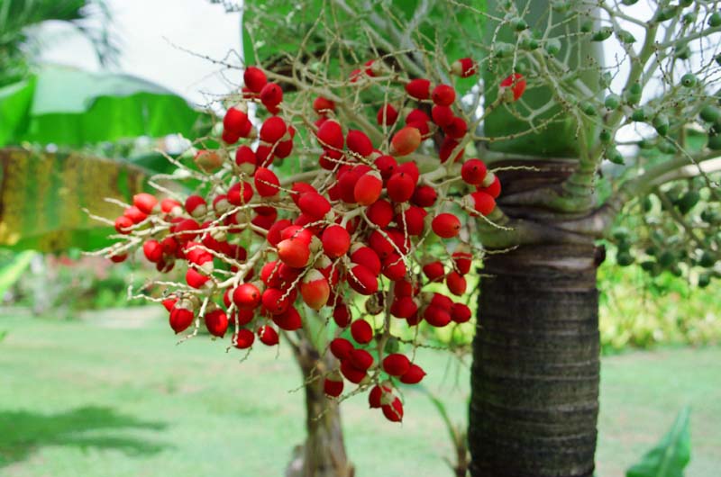 photo,material,free,landscape,picture,stock photo,Creative Commons,Red fruits, fruit, red, , 