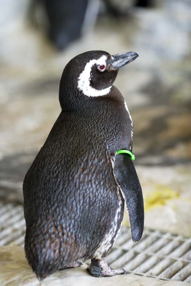 fotografia, materiale, libero il panorama, dipinga, fotografia di scorta,Pinguini di Magellano, Penna Ginga, Pinguino, Bill, Ali