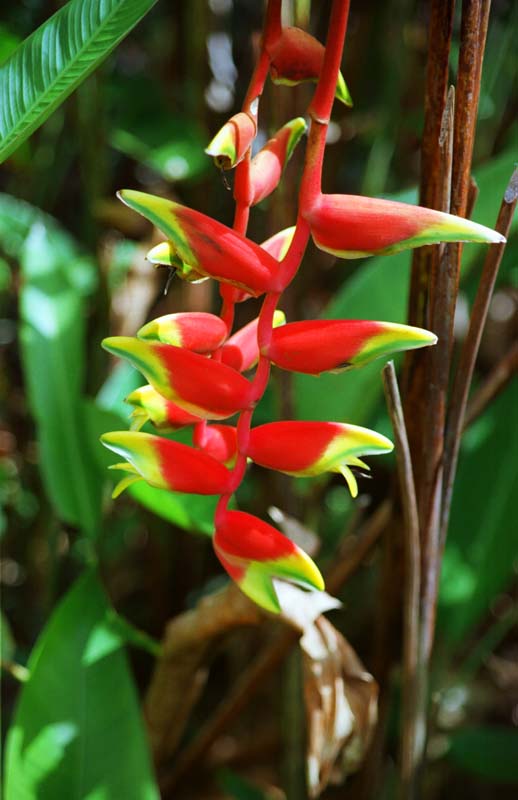 photo,material,free,landscape,picture,stock photo,Creative Commons,Red flowers with a unique shape, red, yellow, , 