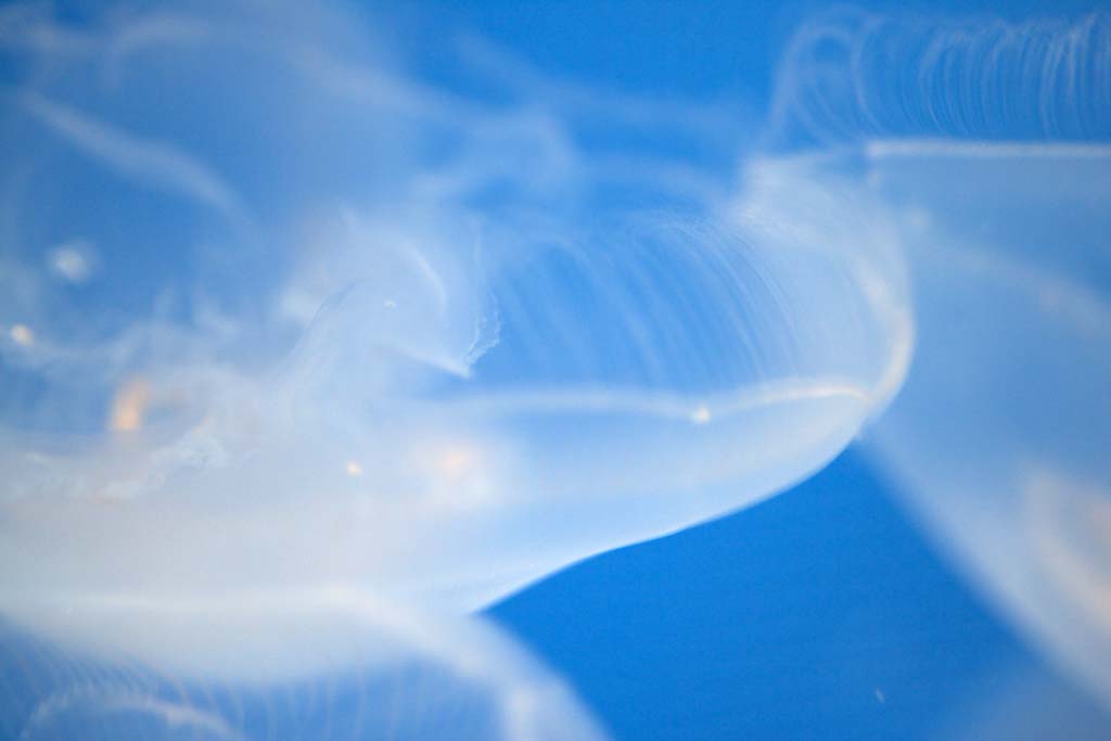 photo,material,free,landscape,picture,stock photo,Creative Commons,Aurelia, Jellyfish, , , 