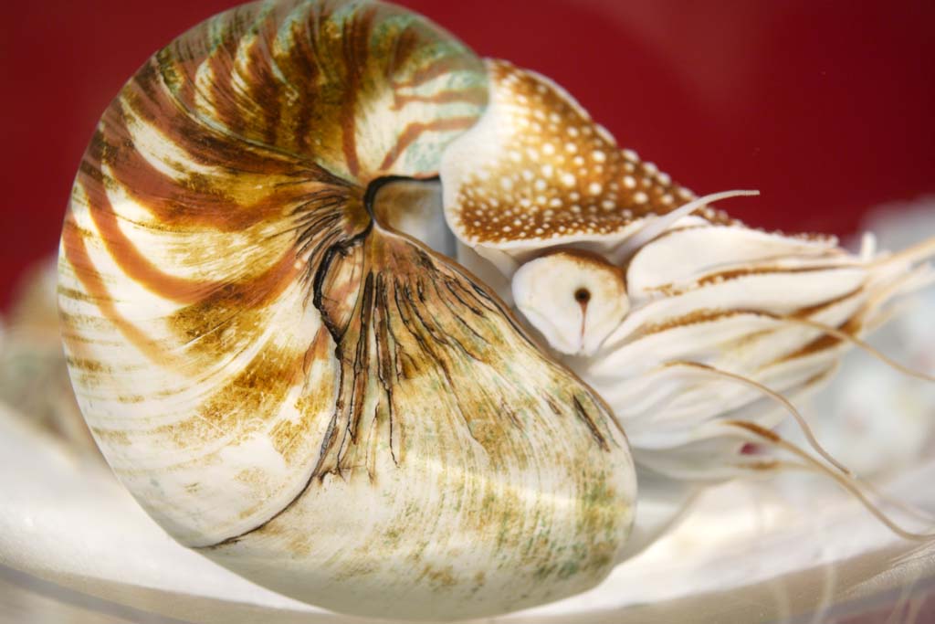 Foto, materiell, befreit, Landschaft, Bild, hat Foto auf Lager,Nautilus, Nautilus, Ammonit, Cephalopod, Muschel