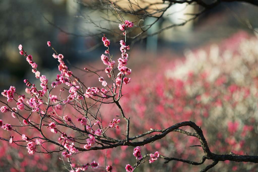 Foto, materiell, befreit, Landschaft, Bild, hat Foto auf Lager,Plum Orchard's Plum Red Flower, UME, Pflaumen, Pflaume, Zweig