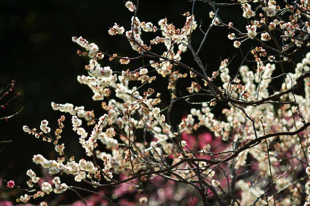 photo,material,free,landscape,picture,stock photo,Creative Commons,Plum Orchard's White Plum Flower, UME, Plums, Plum, Branch