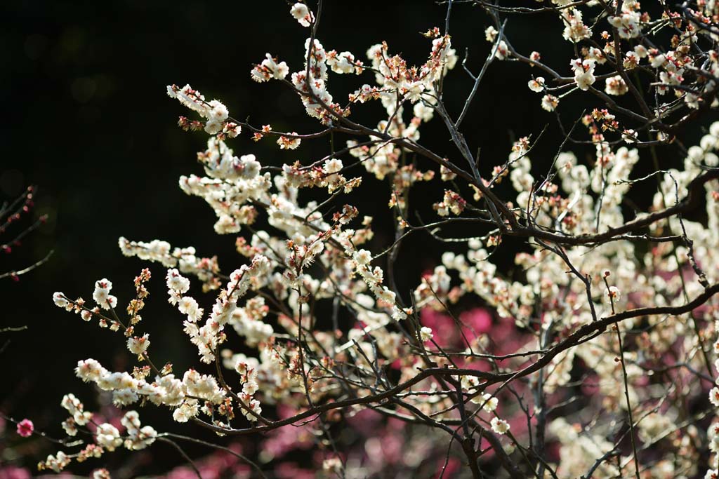 Foto, materiell, befreit, Landschaft, Bild, hat Foto auf Lager,Plum Orchard's Plum White Flower, UME, Pflaumen, Pflaume, Zweig