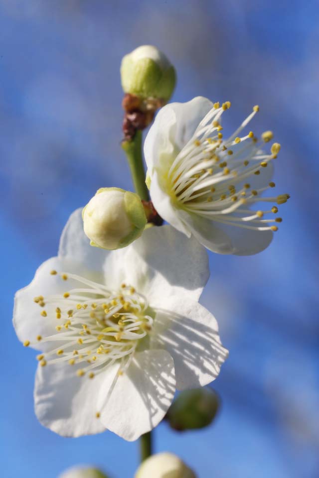 photo,material,free,landscape,picture,stock photo,Creative Commons,Plum Orchard's White Plum Flower, UME, Plums, Plum, Branch