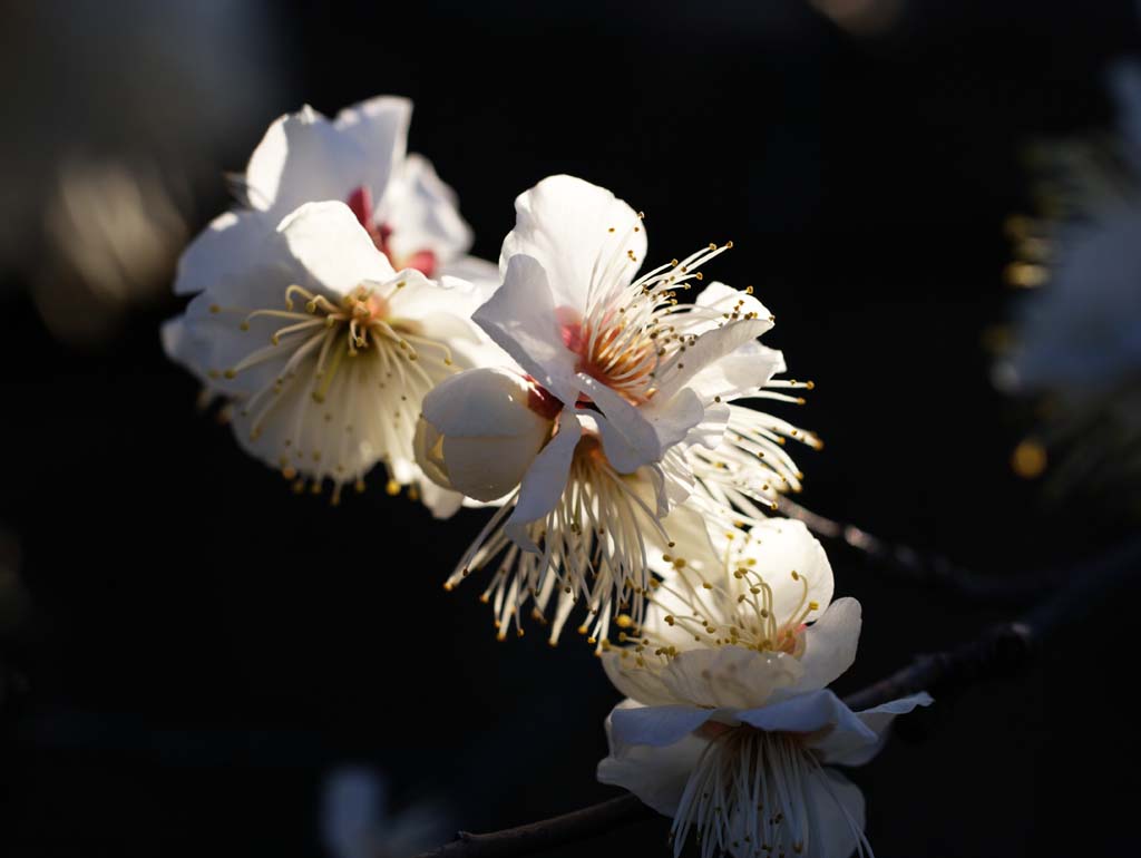 Foto, materiell, befreit, Landschaft, Bild, hat Foto auf Lager,Plum Orchard's Plum White Flower, UME, Pflaumen, Pflaume, Zweig