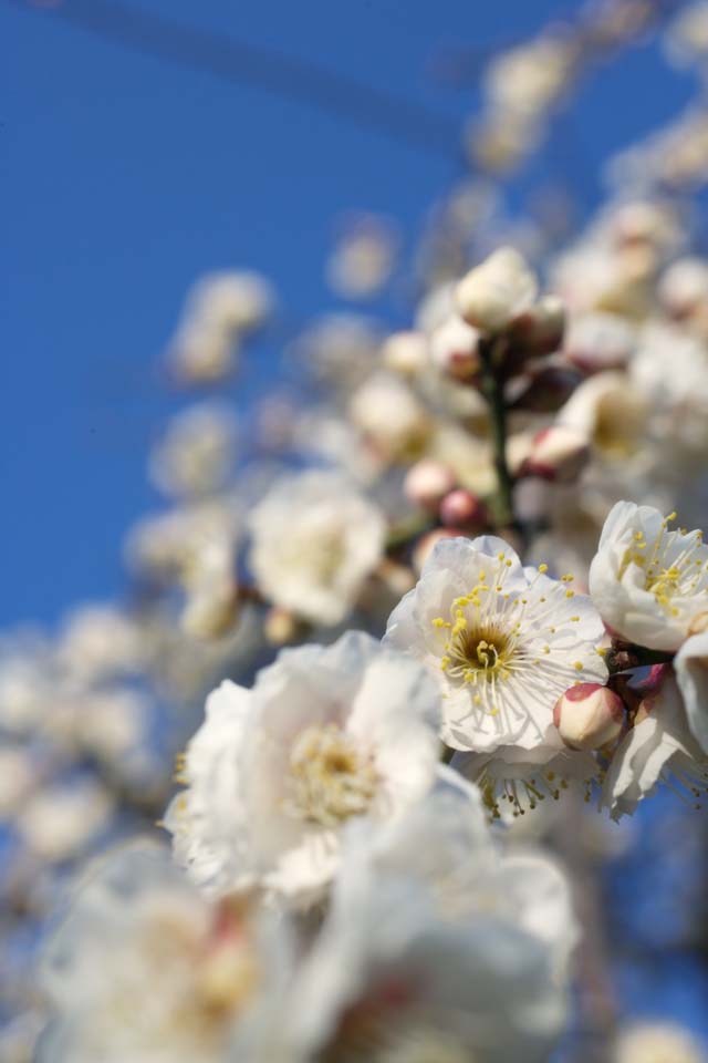 Foto, materiell, befreit, Landschaft, Bild, hat Foto auf Lager,Plum Orchard's Plum White Flower, UME, Pflaumen, Pflaume, Zweig