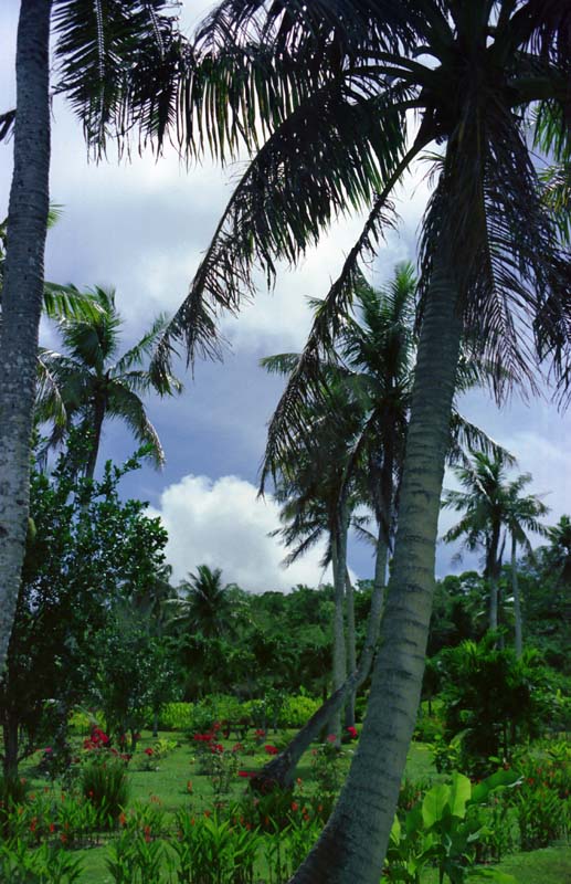 fotografia, materiale, libero il panorama, dipinga, fotografia di scorta,Albero di palme e nube, nube, blu, , 