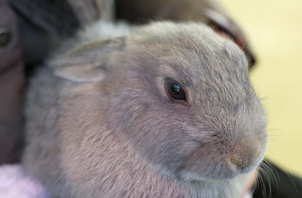 photo,material,free,landscape,picture,stock photo,Creative Commons,Bunny, Rabbit, , , Healing