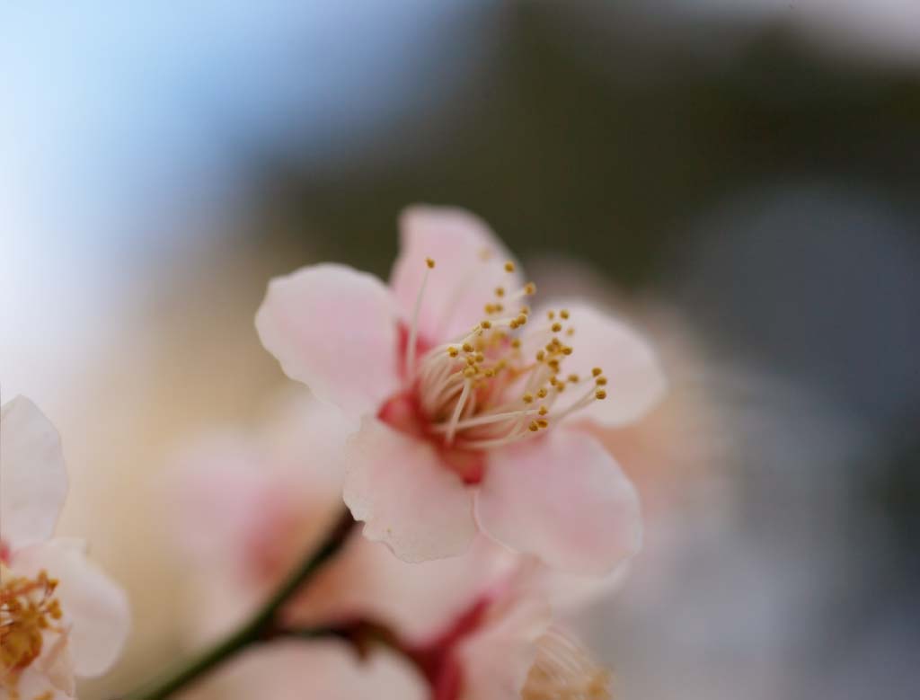 photo,material,free,landscape,picture,stock photo,Creative Commons,Plum Orchard's Red Plum Flower, UME, Plums, Plum, Branch