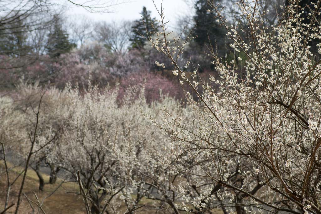 Foto, materieel, vrij, landschap, schilderstuk, bevoorraden foto,Plum boomgaard's White Plum Flower, UME, Pruimen, Pruim, Aftakking