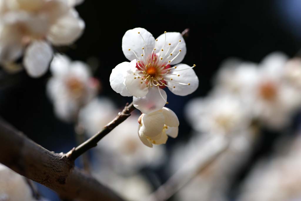 photo, la matire, libre, amnage, dcrivez, photo de la rserve,Plum Orchard blanc prune fleur, UME, Prunes, Prune, Branche