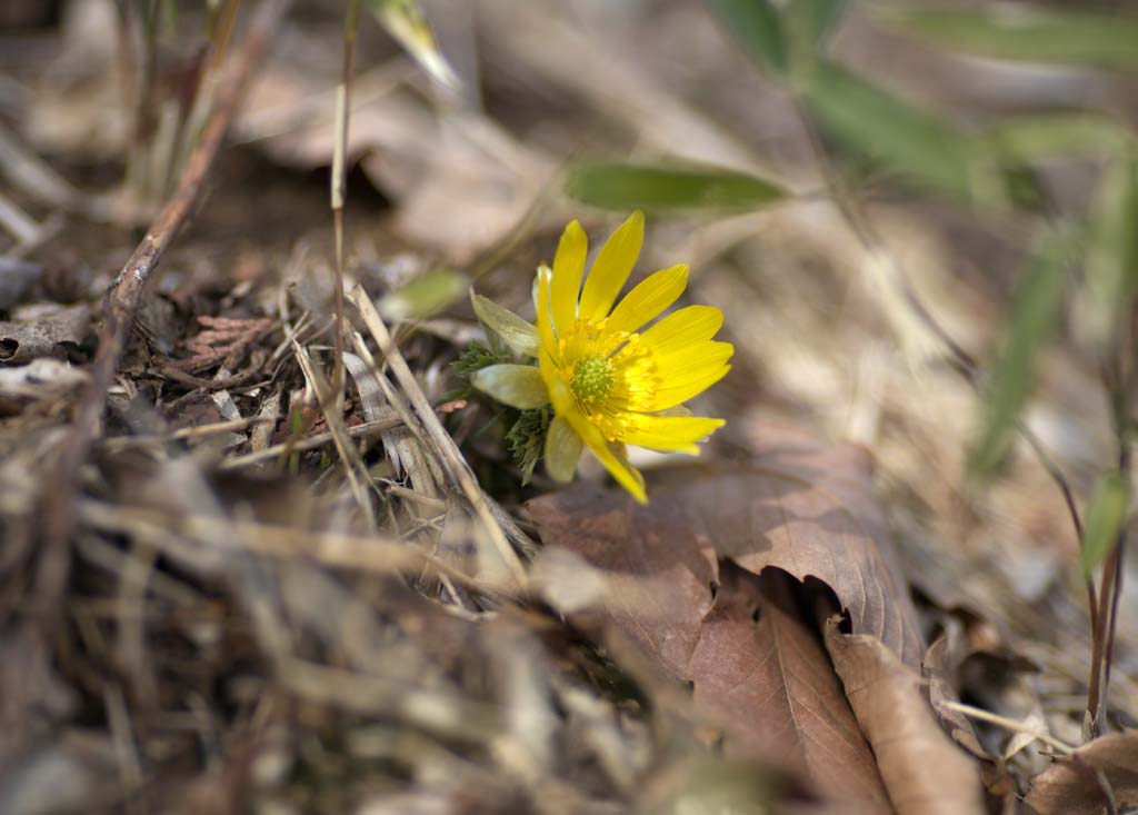 photo,material,free,landscape,picture,stock photo,Creative Commons,Far East Amur adonis, Amur adonis, Yellow, Spring, Ground