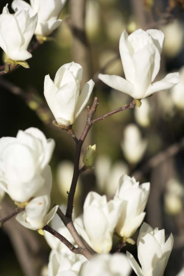 Foto, materiell, befreit, Landschaft, Bild, hat Foto auf Lager,Yulan, Yulan, Die Blhen von Bumen und Strucher, , Orchideenbaum