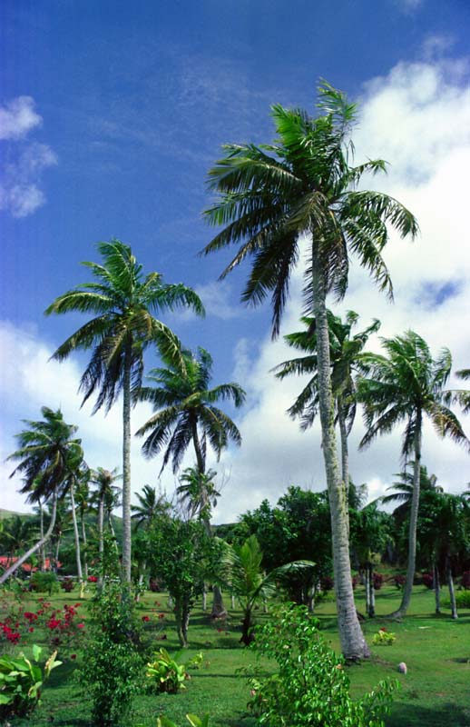 photo,material,free,landscape,picture,stock photo,Creative Commons,Palm paradise, cloud, blue, , 