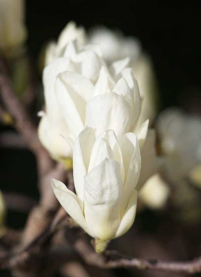 foto,tela,gratis,paisaje,fotografa,idea,Yulan, Yulan, rboles floreciendo y arbustos, , rbol de orqudea