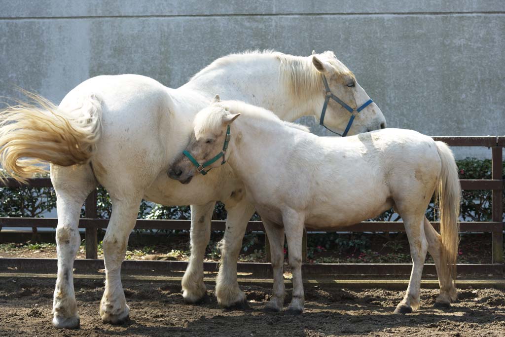 photo,material,free,landscape,picture,stock photo,Creative Commons,Hakuba parent-child, Hakuba, Horse, Mother and Child, Affection