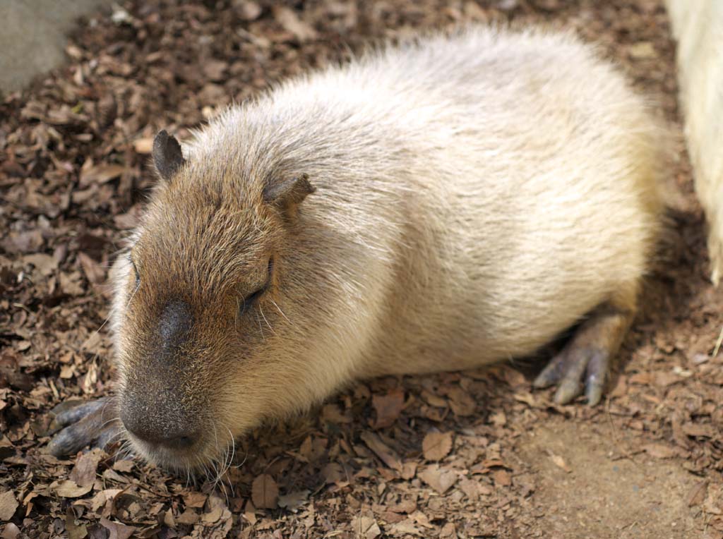 foto,tela,gratis,paisaje,fotografa,idea,Chigires, Capybara, Rata, Ratn, Siesta de tarde